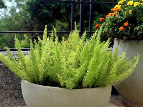 10 Plantas fáceis de cuidar que gostam de Sol Simples Decoração