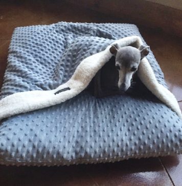 Decoração para seu cachorro etsy9055_kpi5