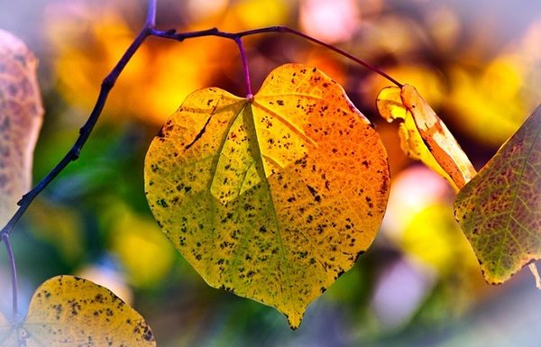 imagem de 9883074 por pixabay autumn-leaves-3813775_640