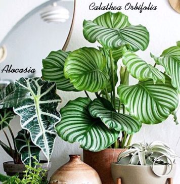 Plantas dentro de casa – Escolha, organização e o que não fazer