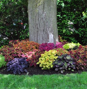 Como combinar plantas no jardim ou varanda