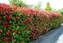 10 plantas para fazer uma cerca viva