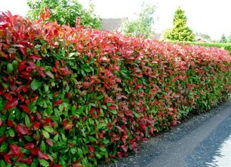 10 plantas para fazer uma cerca viva