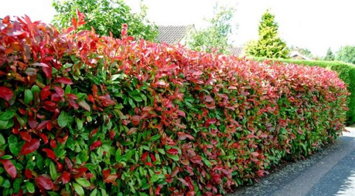 10 plantas para fazer uma cerca viva
