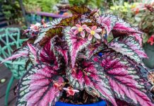 Plantas fáceis de cuidar – A Begônia