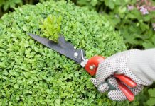 Diga NÃO à topiaria extrema e prefira plantas nativas brasileiras