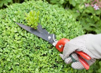 Diga NÃO à topiaria extrema e prefira plantas nativas brasileiras