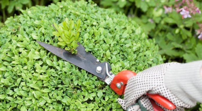 Diga NÃO à topiaria extrema e prefira plantas nativas brasileiras