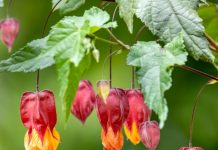 Mais 12 plantas que gostam de Sol