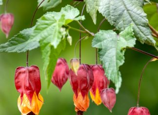 Mais 12 plantas que gostam de Sol