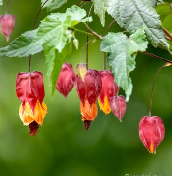 Mais 12 plantas que gostam de Sol