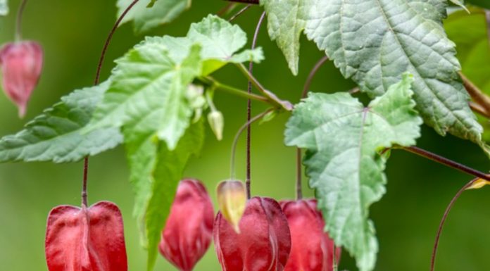 Mais 12 plantas que gostam de Sol