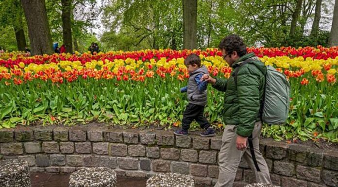 As tulipas do Keukenhof 2026 – Como ter a melhor experiência