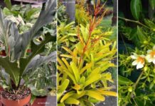 Plantas nativas para ter em casa