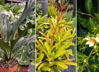 Plantas nativas para ter em casa
