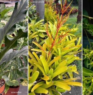 Plantas nativas para ter em casa