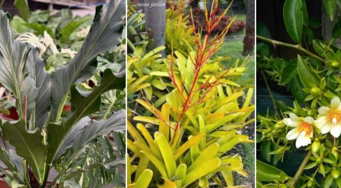 Plantas nativas para ter em casa